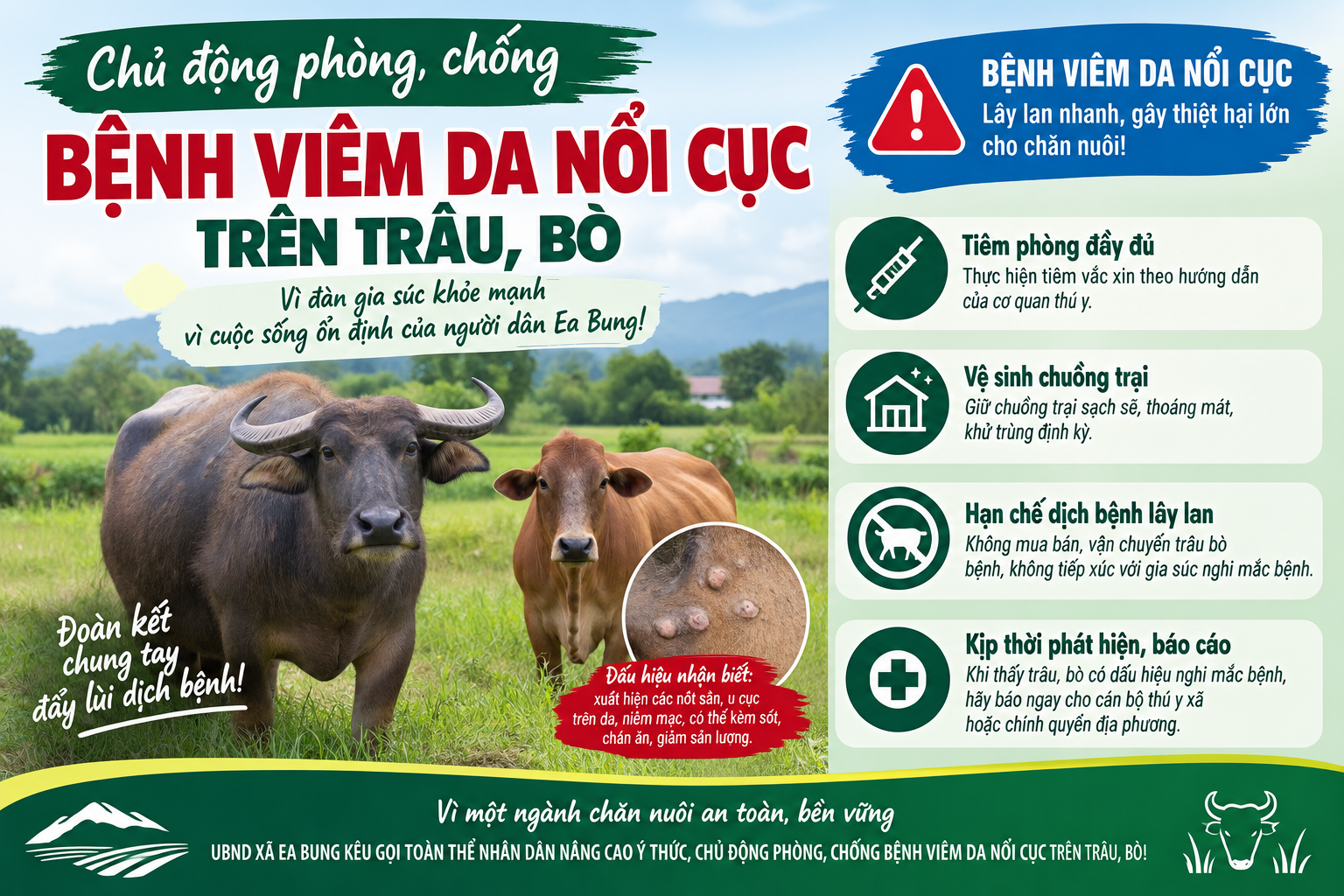 Chủ động phòng chống bệnh viêm da nổi cục trên trâu, bò