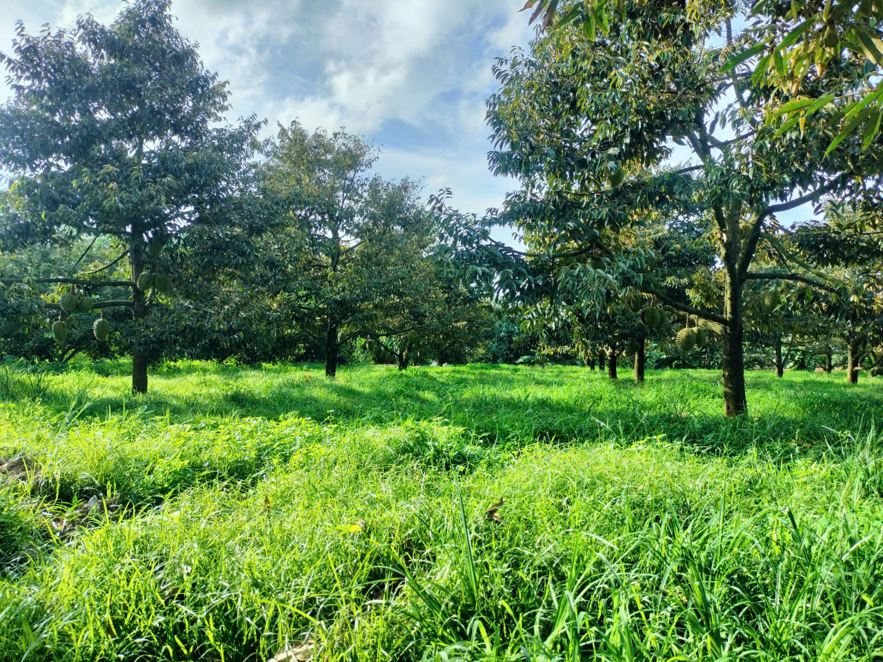 GƯƠNG ĐIỂN HÌNH TIÊN TIẾN TÔ ĐỨC HUY – PHÁT TRIỂN KINH TẾ TỪ MÔ HÌNH NÔNG NGHIỆP TỔNG HỢP