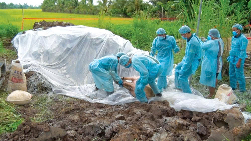 TUYÊN TRUYỀN VỀ CÔNG TÁC PHÒNG, CHỐNG DỊCH TẢ CHÂU PHI TRÊN ĐÀN LỢN
