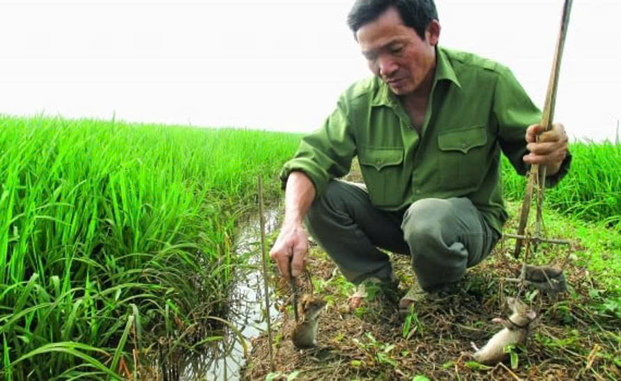 PHÒNG CHỐNG &nbsp;CHUỘT VÀ ỐC BƯƠU VÀNG TRƯỚC KHI GIEO SẠ LÚA VỤ HÈ THU 20